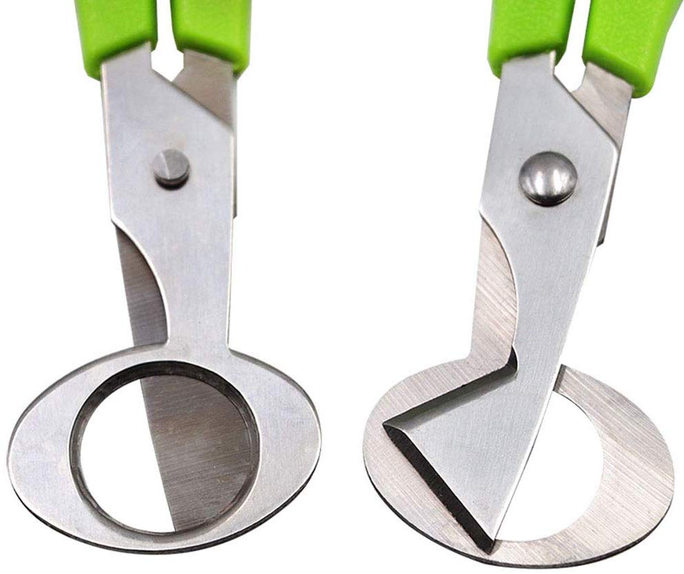 Stainless Steel Small Egg Scissors - Quail or Parrot – Chirp Central